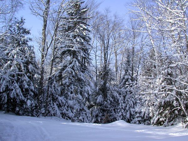 Clear sky and snow on the ground for our first snowshoeing
	   trip.