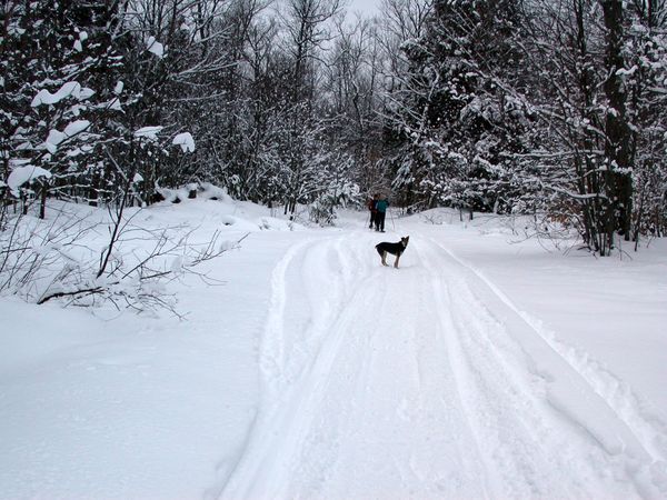 Abby waiting for Vittoria and Jon to catch up while
	   snowshoeing.