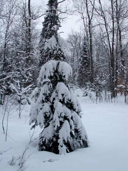 Snow covered pine in the woods.