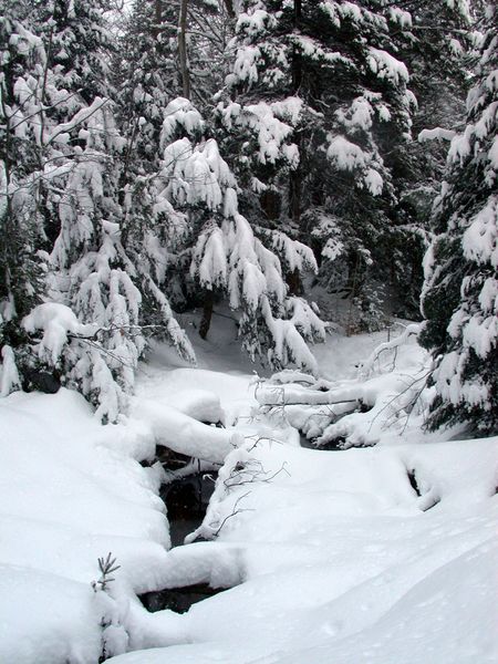 Creek near the Cabin.