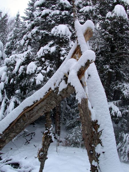 Scenery around the Cabin.