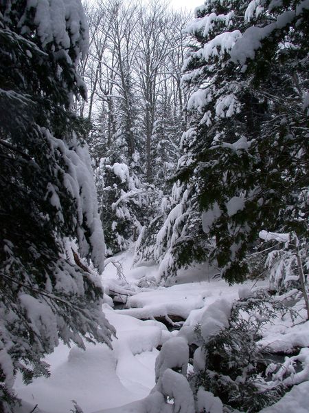 Creek near the Cabin.