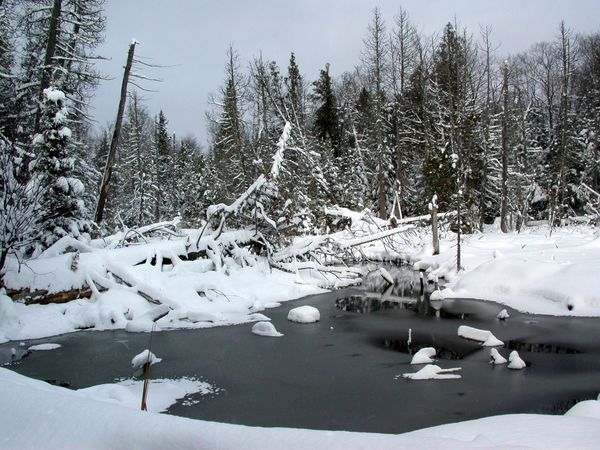 Beaver pond behind the Cabin.