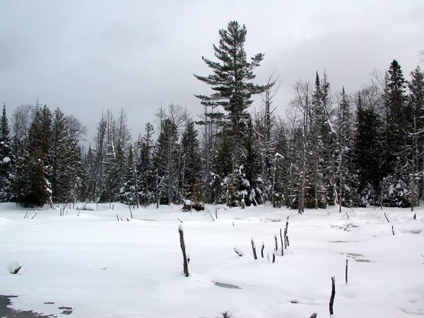 Beaver pond behind the Cabin.