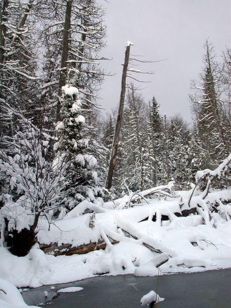 Beaver pond behind the Cabin.