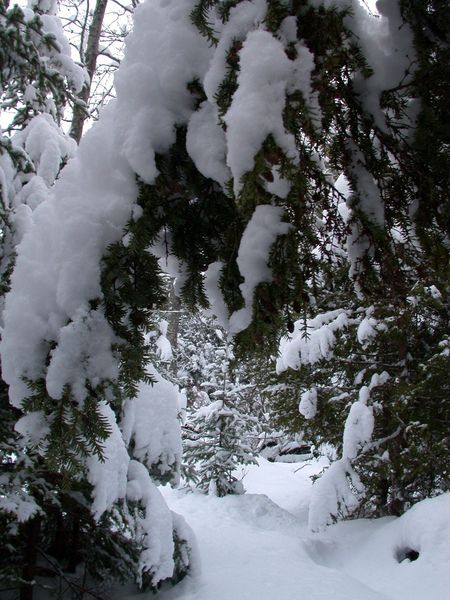 Scenery around the Cabin.