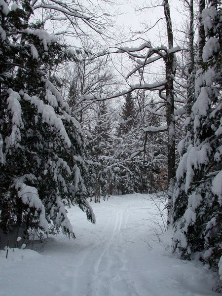 Driveway up to the Cabin.