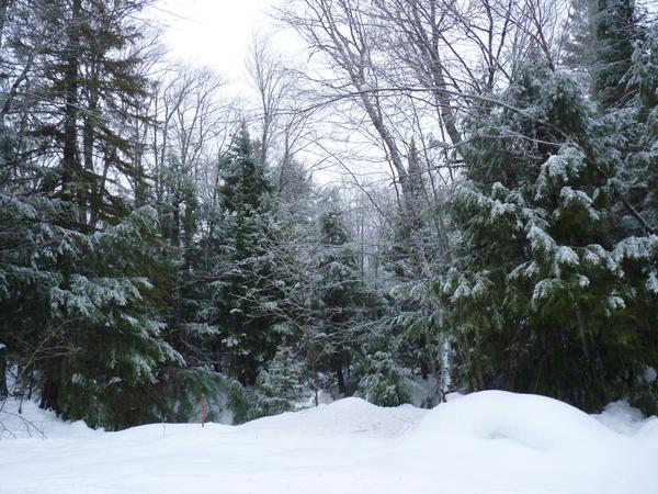 Scenery near the Cabin after a light snowfall.