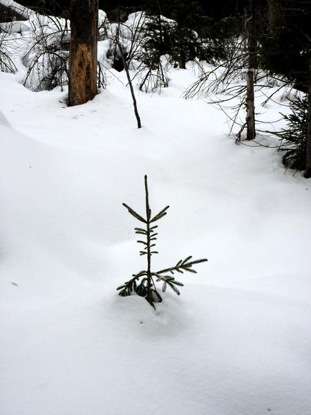Small pine tree in the snow.