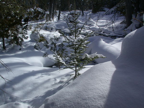 Small pine tree in the snow behind the cabin.