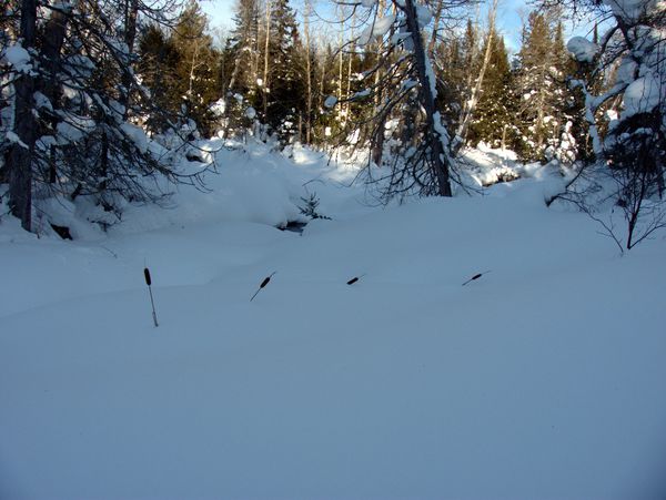 A few cattails poking above the snow.
