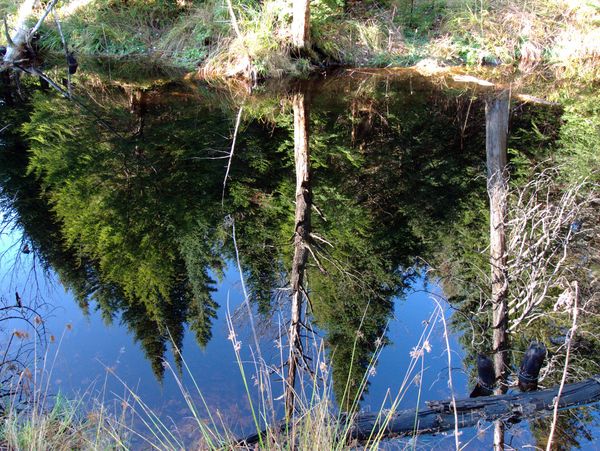 Reflection in the beaver pond.
