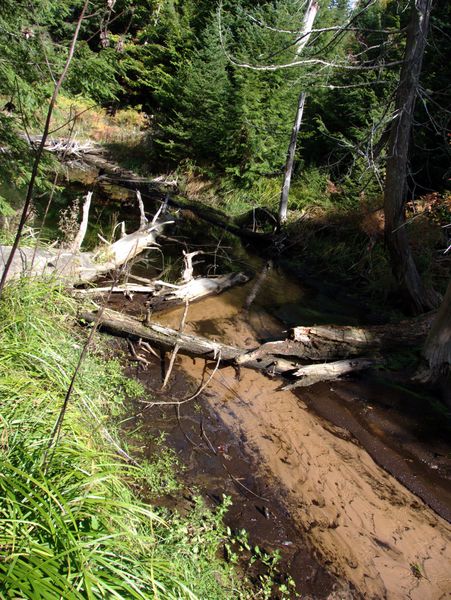 Creek near the Cabin.