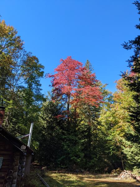 Fall colors near the Cabin coming out on a beautiful day.