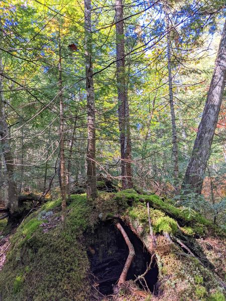 "Troll skull": hollow roots with trees growing on top.