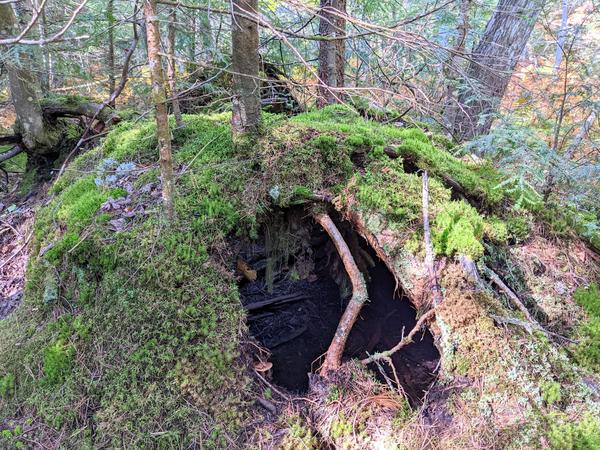 "Troll skull": hollow roots with trees growing on top.