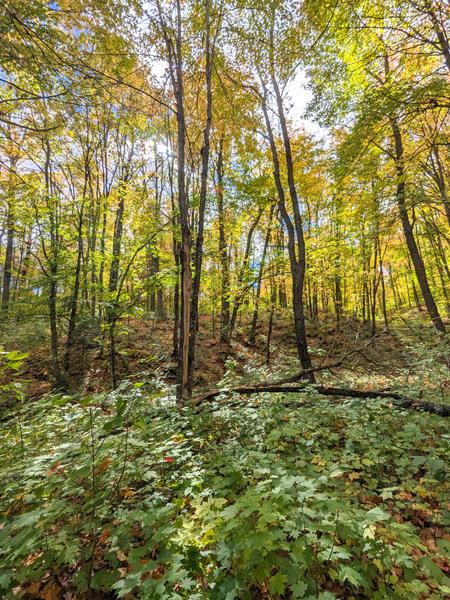 Changing leaves near C.O.P.S. Camp.