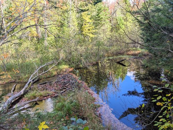 Beaver dam near C.O.P.S. Camp.