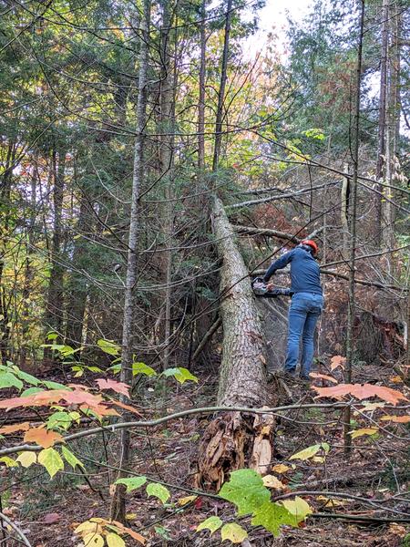 Mikey cleaning up the downed (huge) tree limb.