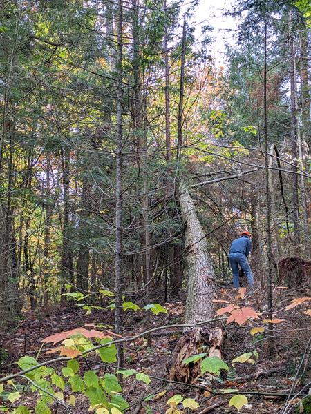 Mikey cleaning up the (huge) downed tree limb.