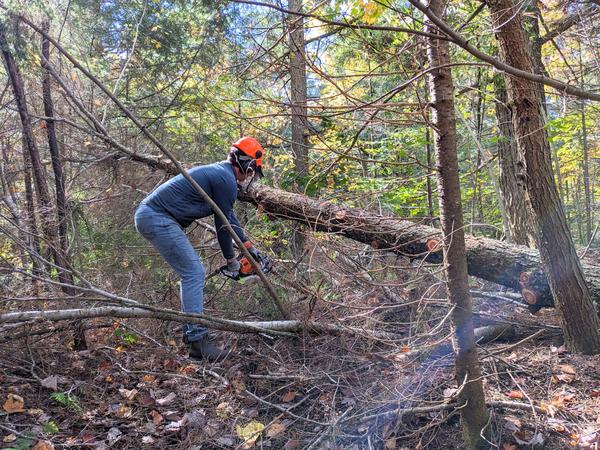 Mikey cleaning up the downed (huge) tree limb.