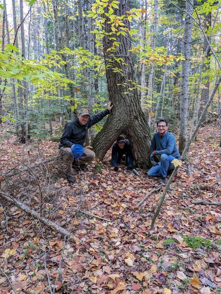 Bill, Andy, and Mikey at a tree found in the woods near the Cabin.