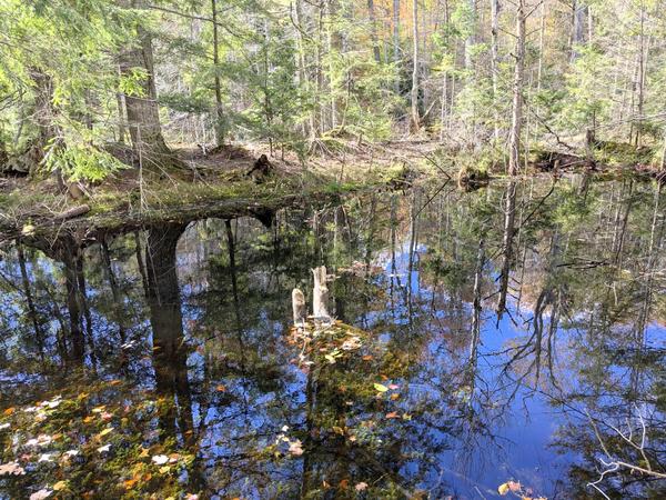 Flooded pond in the woods with clear signs of beaver activity.