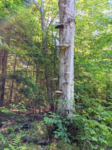 Shelf mushrooms growing on a tree.