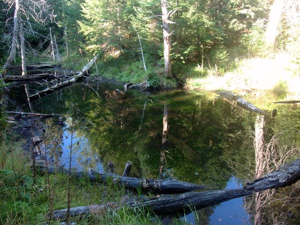 Beaver pond near the cabin.