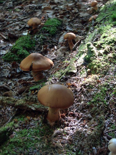 Mushrooms (despite it being a very dry summer).