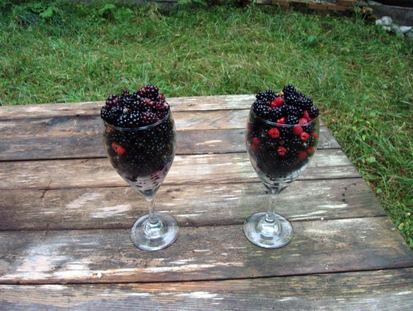 Mostly black raspberries harvested along McCloud Grade.