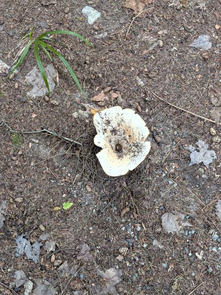 Large mushroom on the driveway.