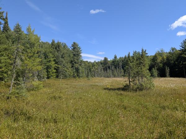 Meadow in the woods.