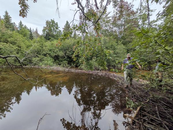 Bill on the new beaver dam that has been rebuilt!