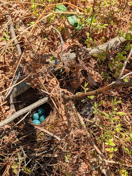 Robin's nest with eggs on the ground near the Barfield Lakes.