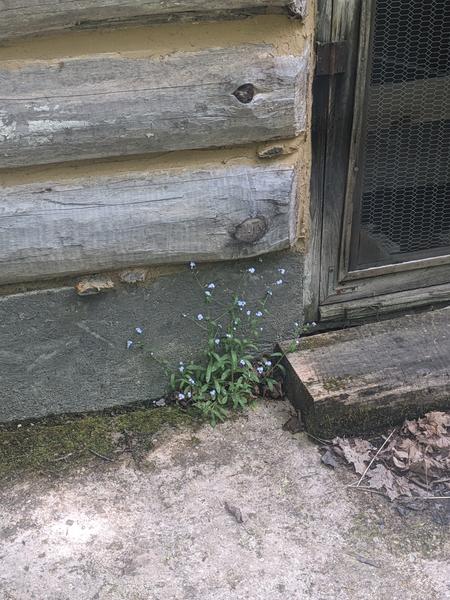 Purple flowers near the kitchen door.