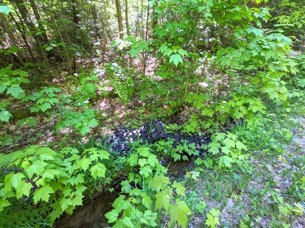 What looks like a new snowmobile track along a remote, overgrown road.