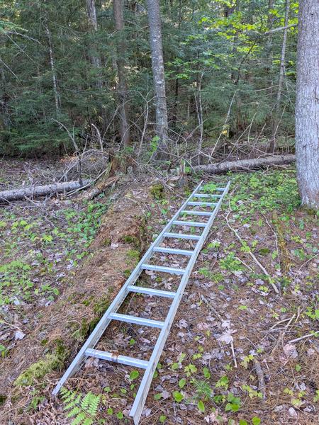 Ladder in the woods near Camp Atwood.