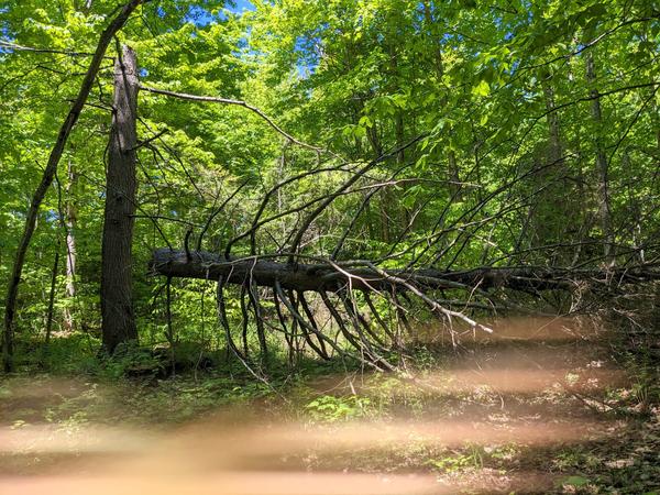 Large broken tree in the woods.