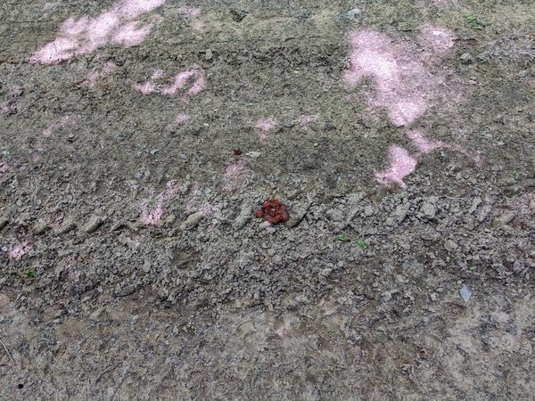 Red poop on the road.