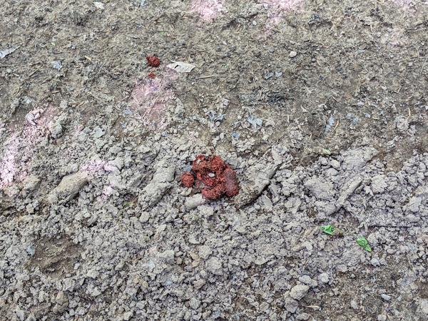 Close up of the red poop on the road.