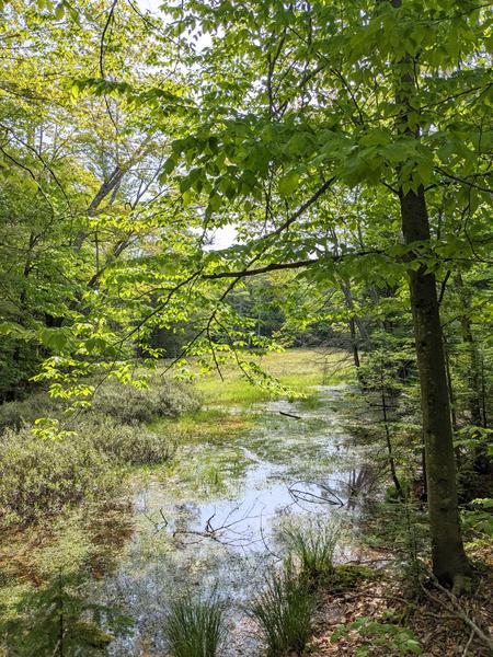 Marsh in the woods.