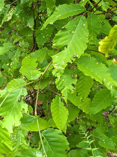 Beetles on leaves.