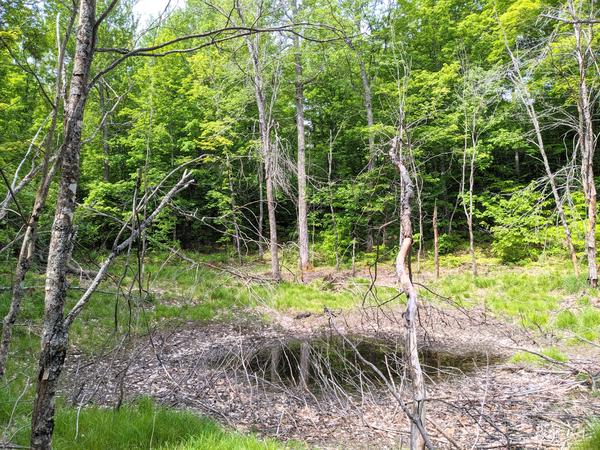 Small pool surrounded by dead trees at the end of a logging road.