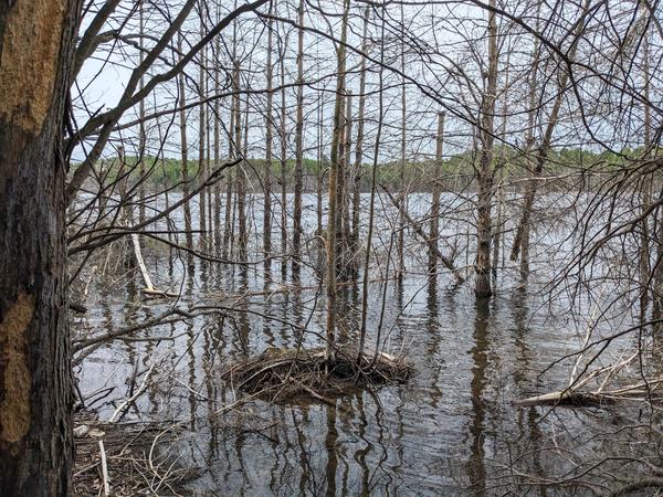 Dead trees on the east shore of Mitchell Lake.