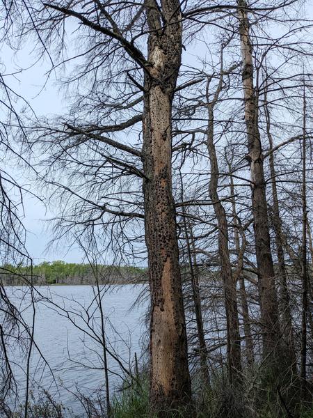 Bug marked tree on the eastern shore of Mitchell Lake.