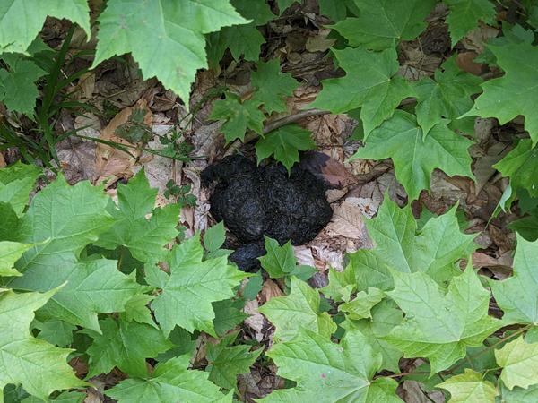 Big pile of poop on the overgrown road.