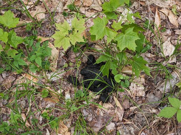 Another nearby big pile of poop on the overgrown road.