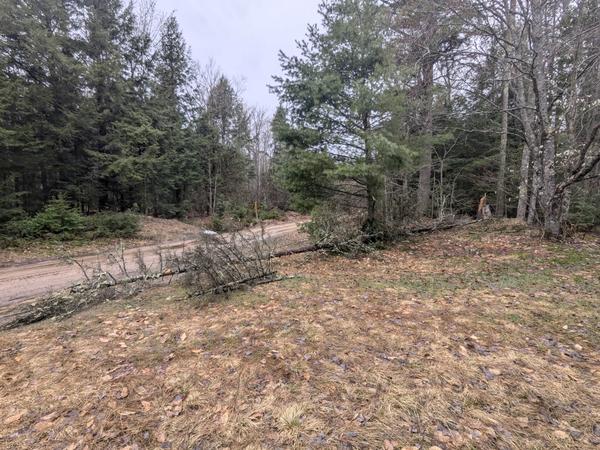 Downed tree partially blocking driveway.