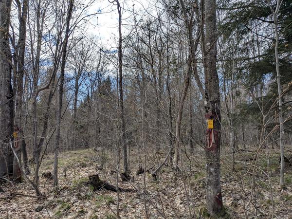 Markers in the woods at the Alger and Luce County border.